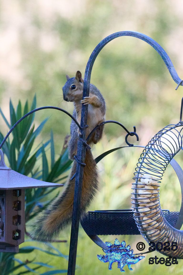 Fox Squirrel