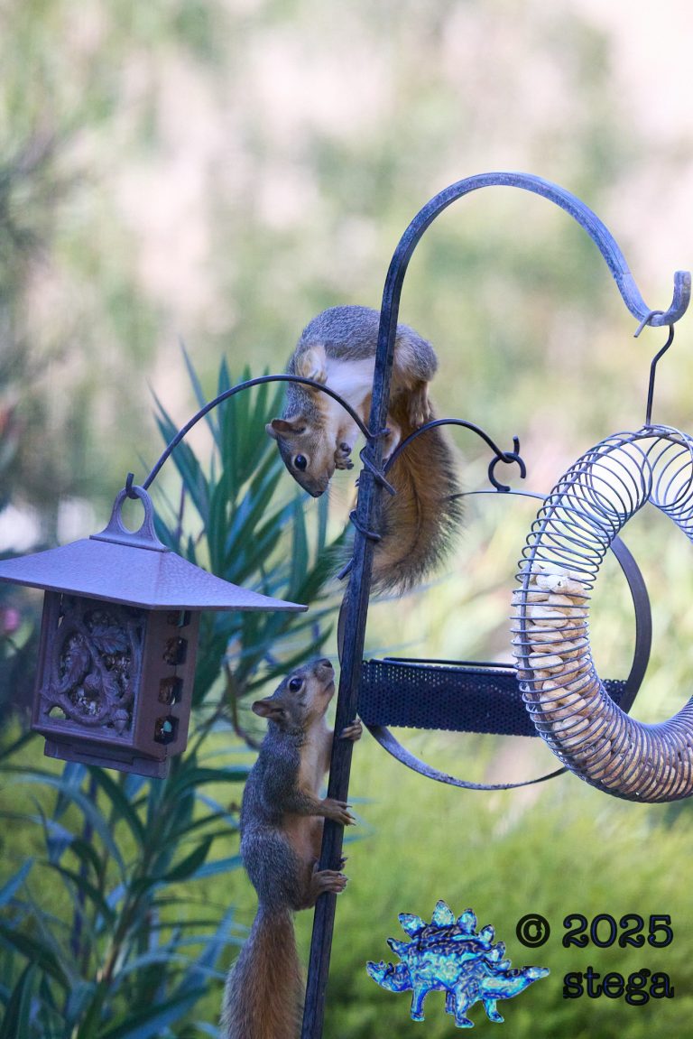 Fox Squirrel