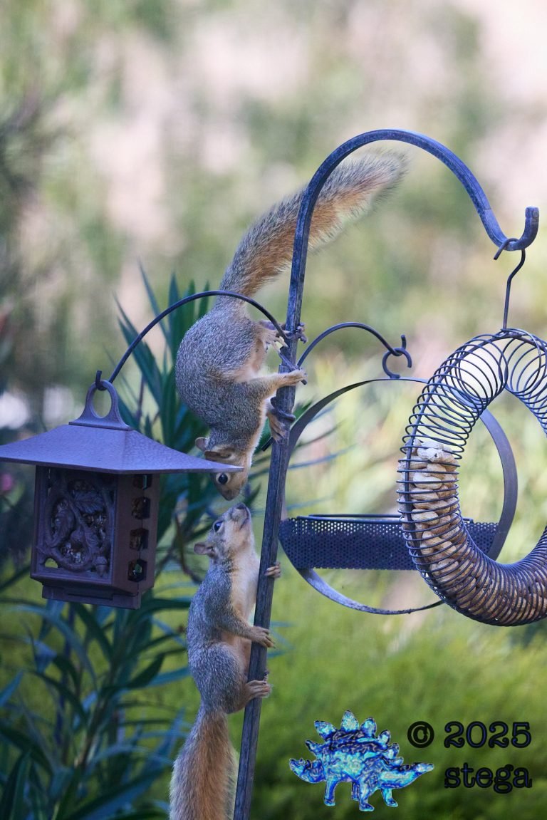 Fox Squirrel