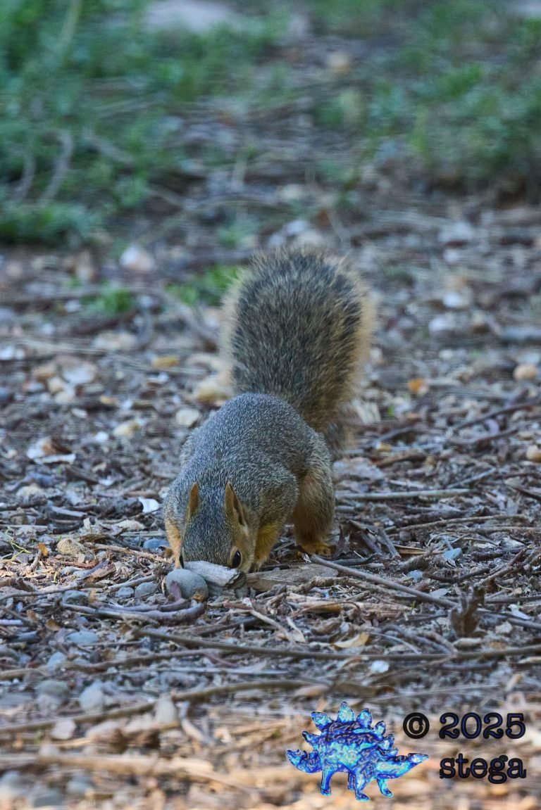 Fox Squirrel