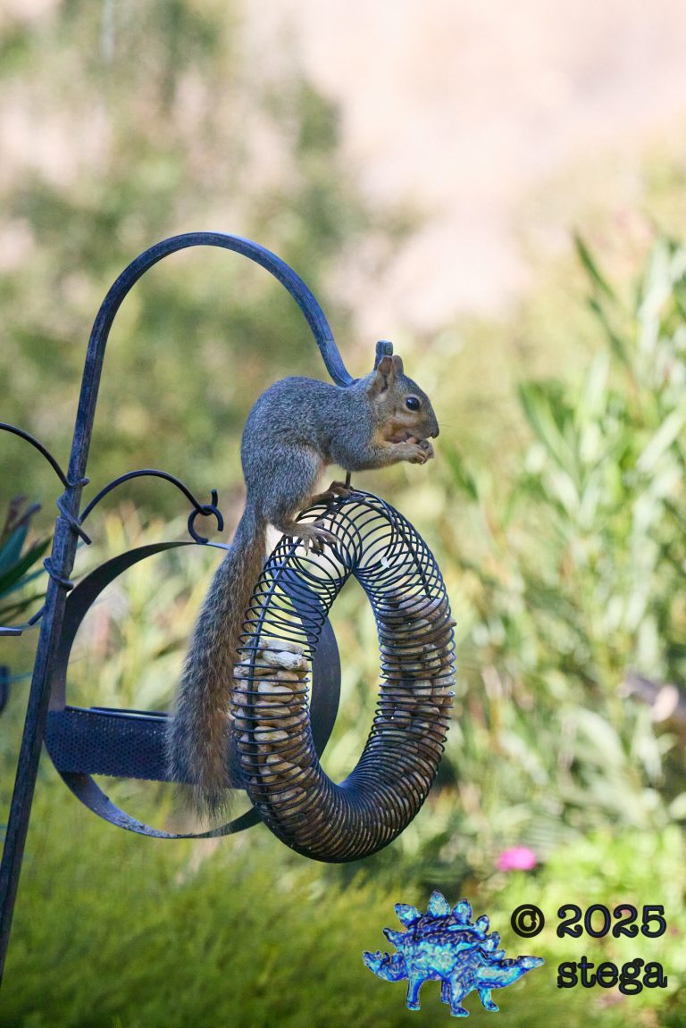 Fox Squirrel