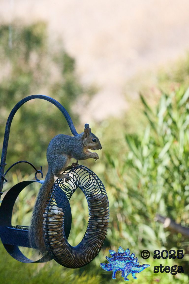 Fox Squirrel