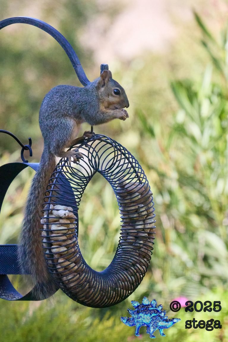 Fox Squirrel