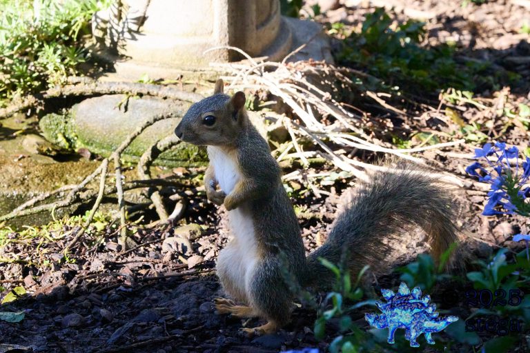 Fox Squirrel