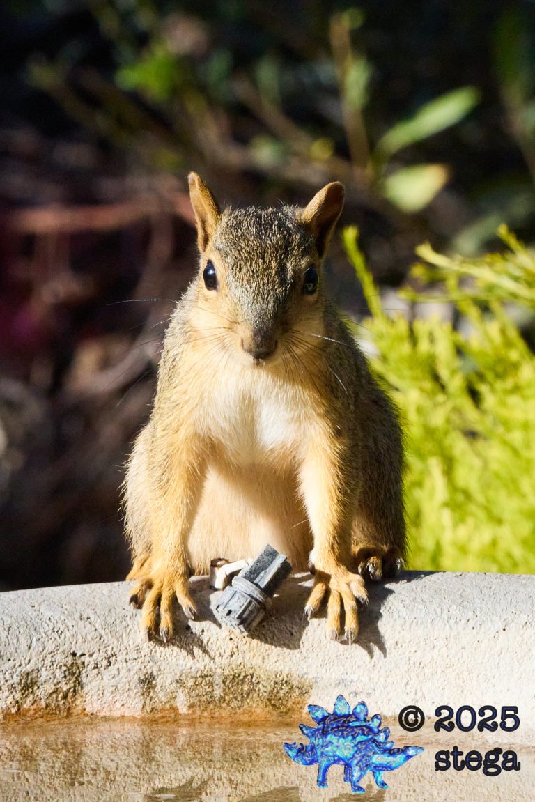 Fox Squirrel