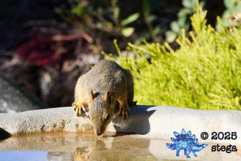 Fox Squirrel