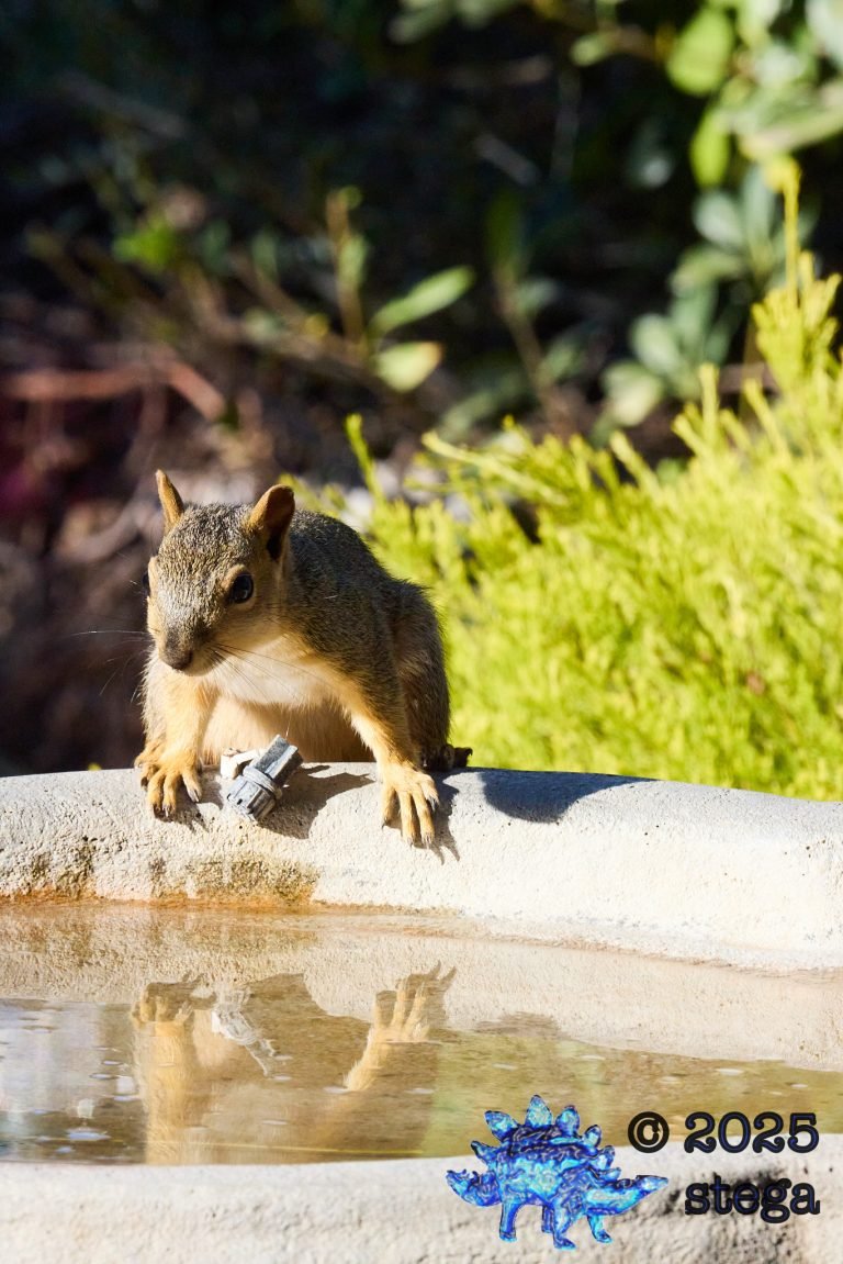 Fox Squirrel
