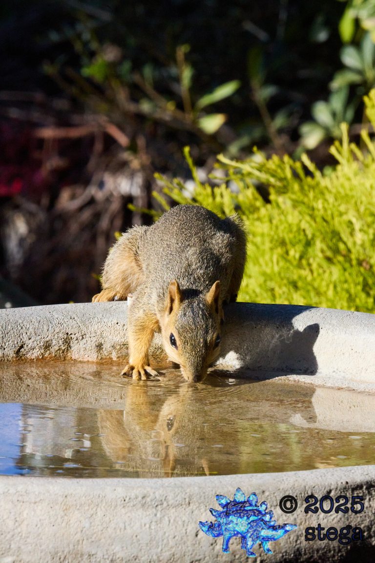 Fox Squirrel