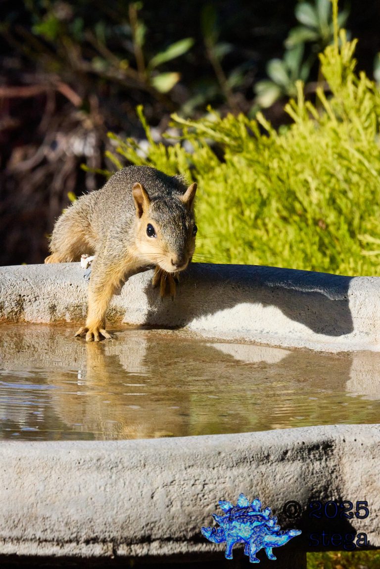 Fox Squirrel