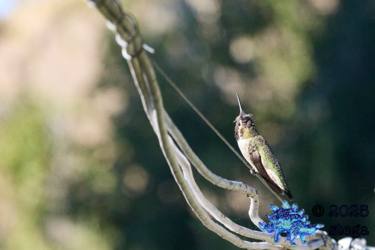 Anna’s Hummingbird