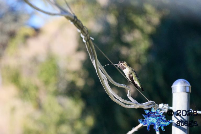 Anna’s Hummingbird