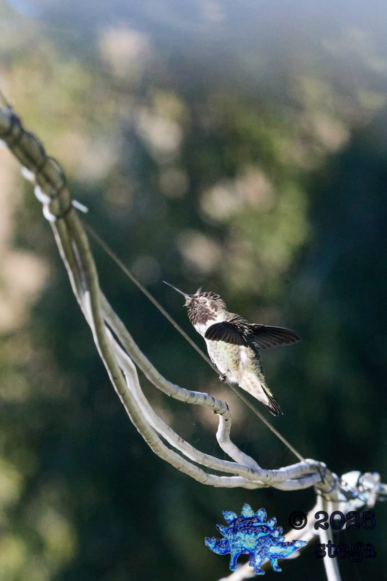 Anna’s Hummingbird