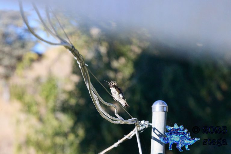 Anna’s Hummingbird