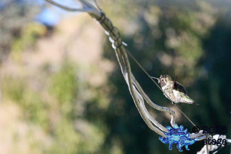 Anna’s Hummingbird