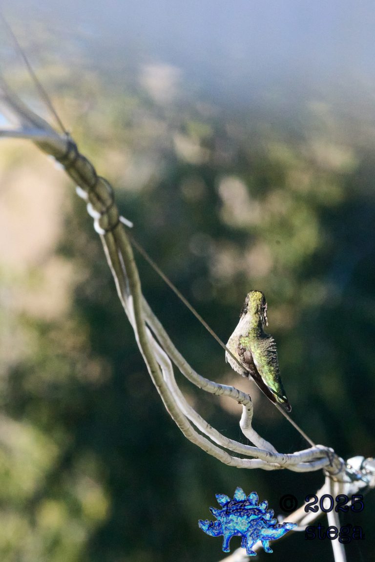 Anna’s Hummingbird