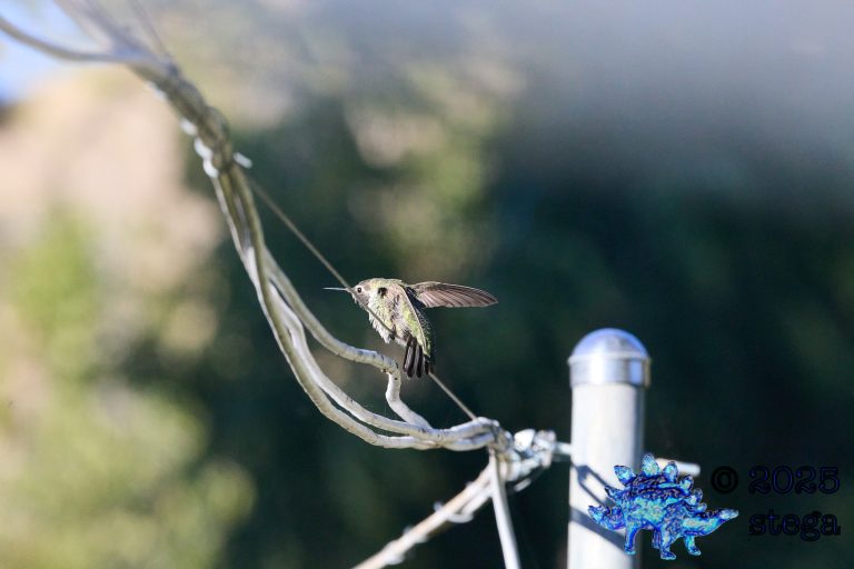 Anna’s Hummingbird
