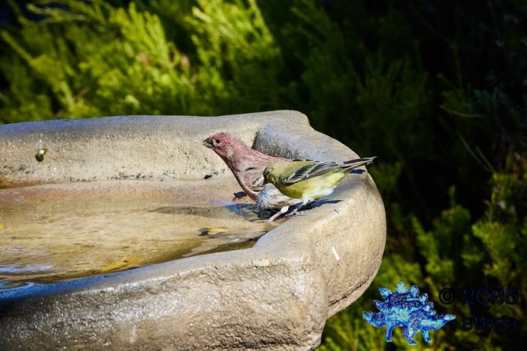 House Finch, Lesser Goldfinch