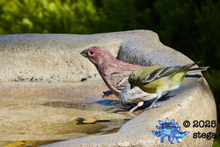 House Finch, Lesser Goldfinch
