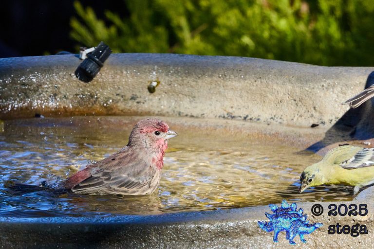 House Finch, Lesser Goldfinch