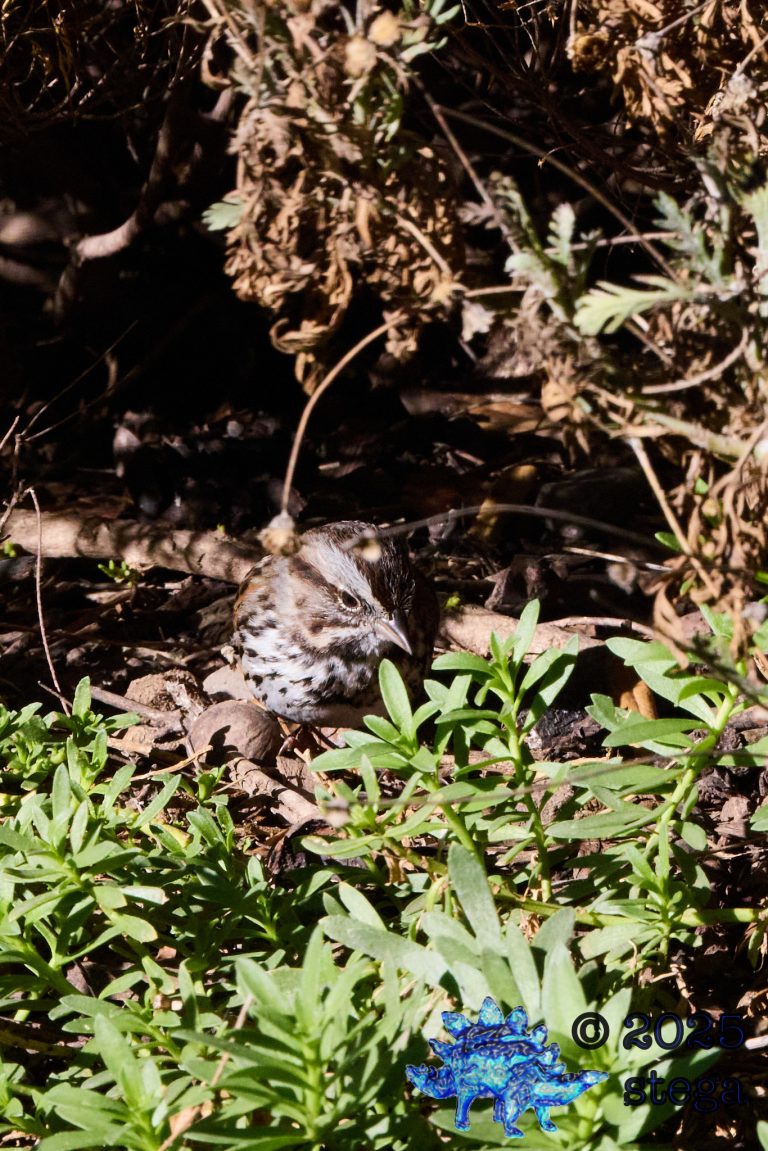 Song Sparrow