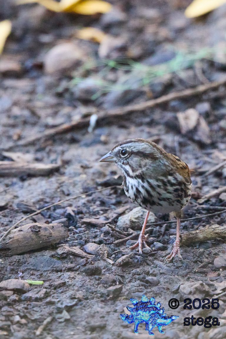 Song Sparrow
