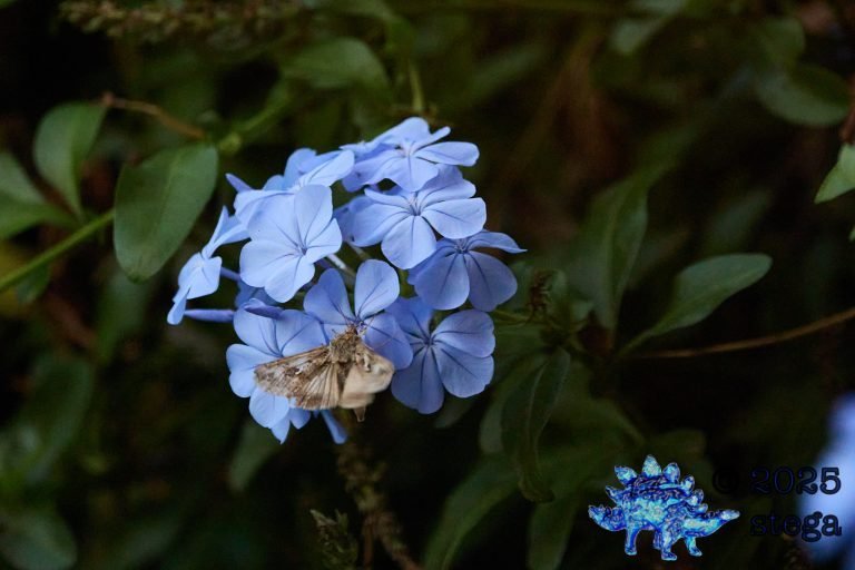 Skipper Butterfly