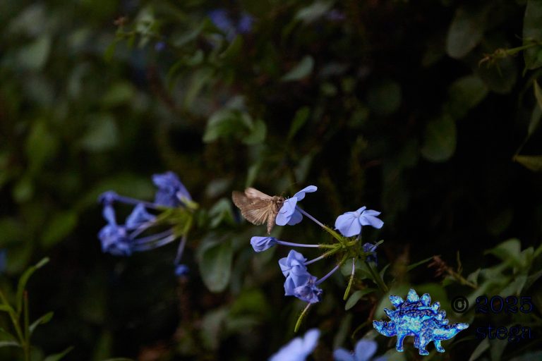 Skipper Butterfly