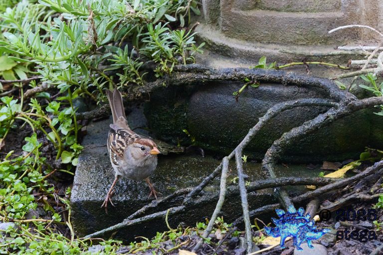 White-Crowned Sparrow