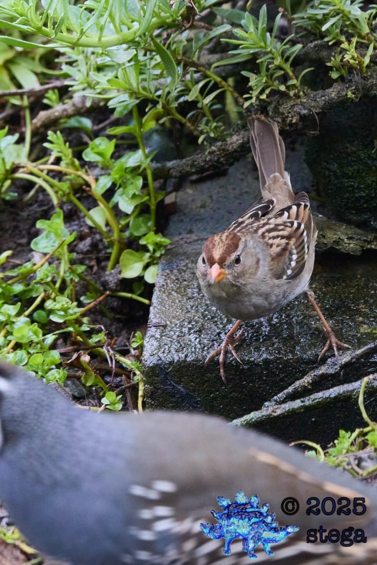 White-Crowned Sparrow