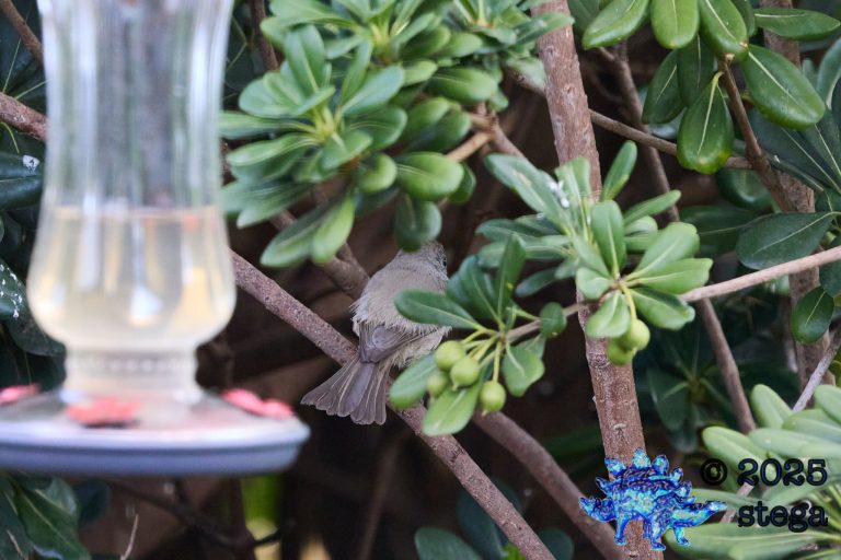 Oak Titmouse