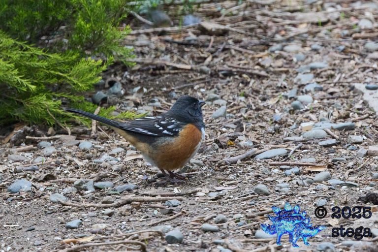 Spotted Towhee