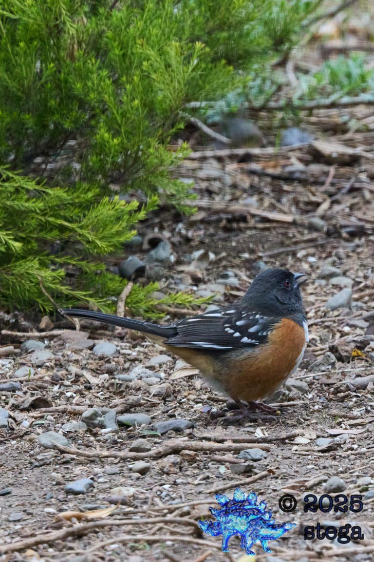 Spotted Towhee