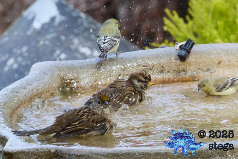 Gold-Crowned Sparrow, Lesser Goldfinch
