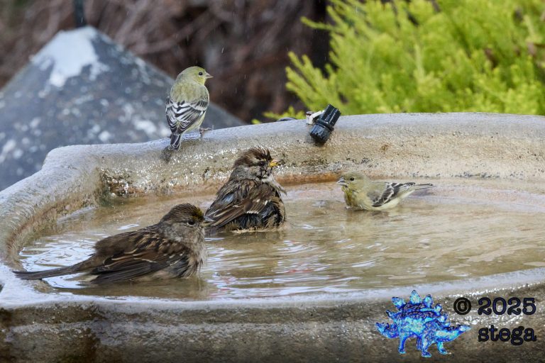 Gold-Crowned Sparrow, Lawrence’s Goldfinch