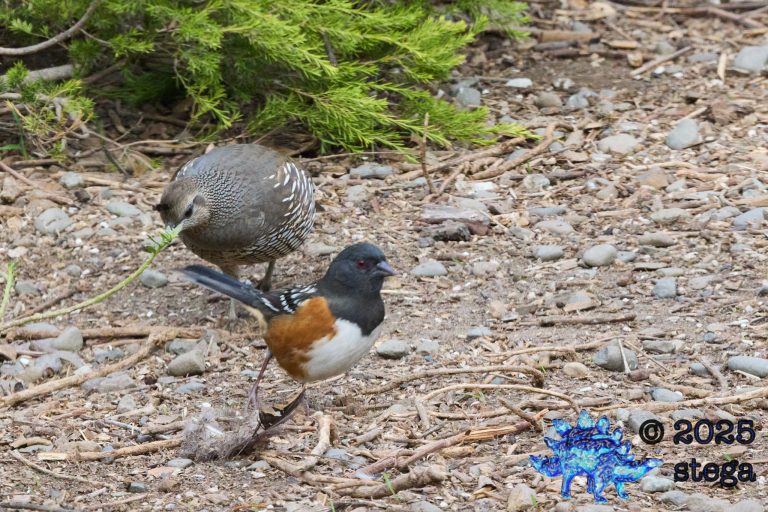 California Quail, Spotted Towhee