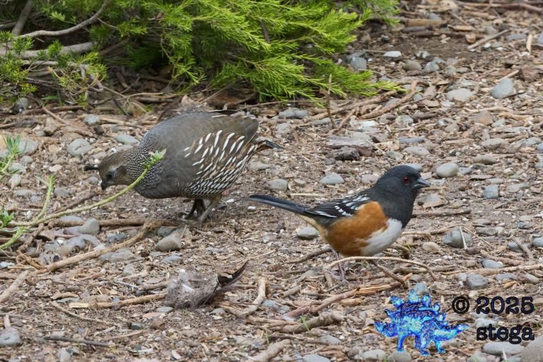 California Quail, Spotted Towhee