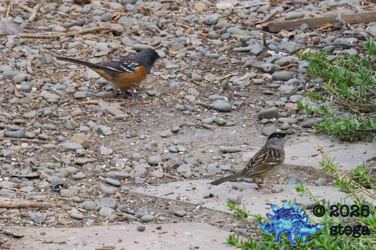 Gold-Crowned Sparrow, Spotted Towhee