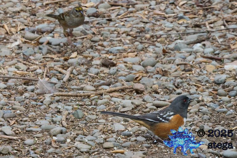 Spotted Towhee