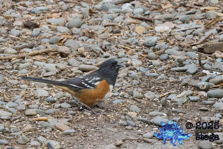 Spotted Towhee