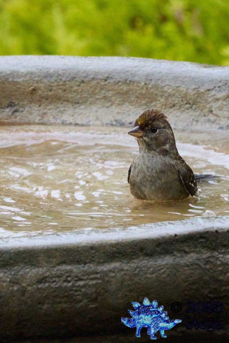 Gold-Crowned Sparrow
