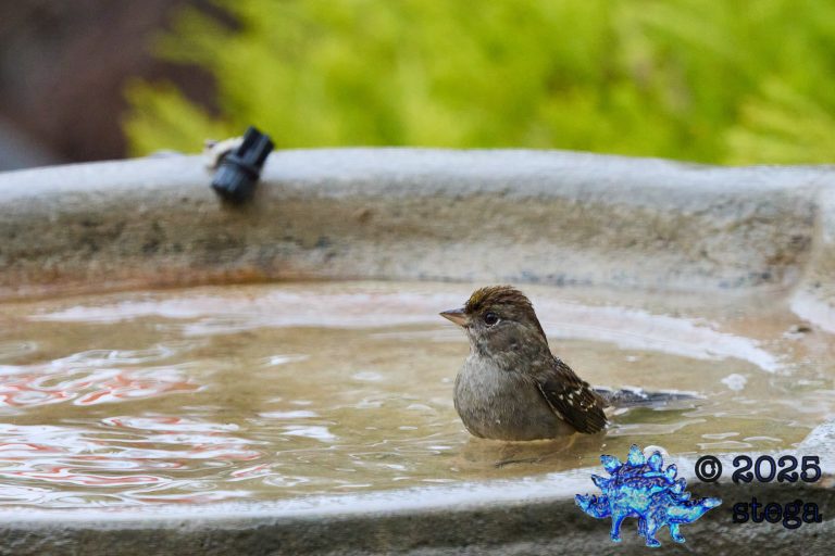 Gold-Crowned Sparrow
