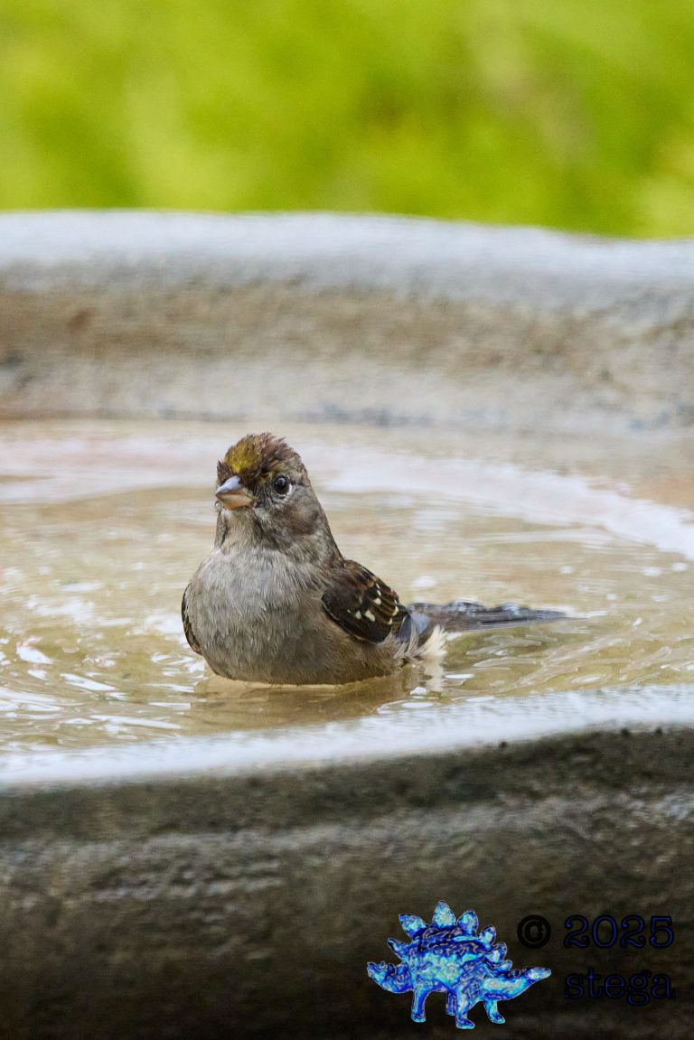 Gold-Crowned Sparrow