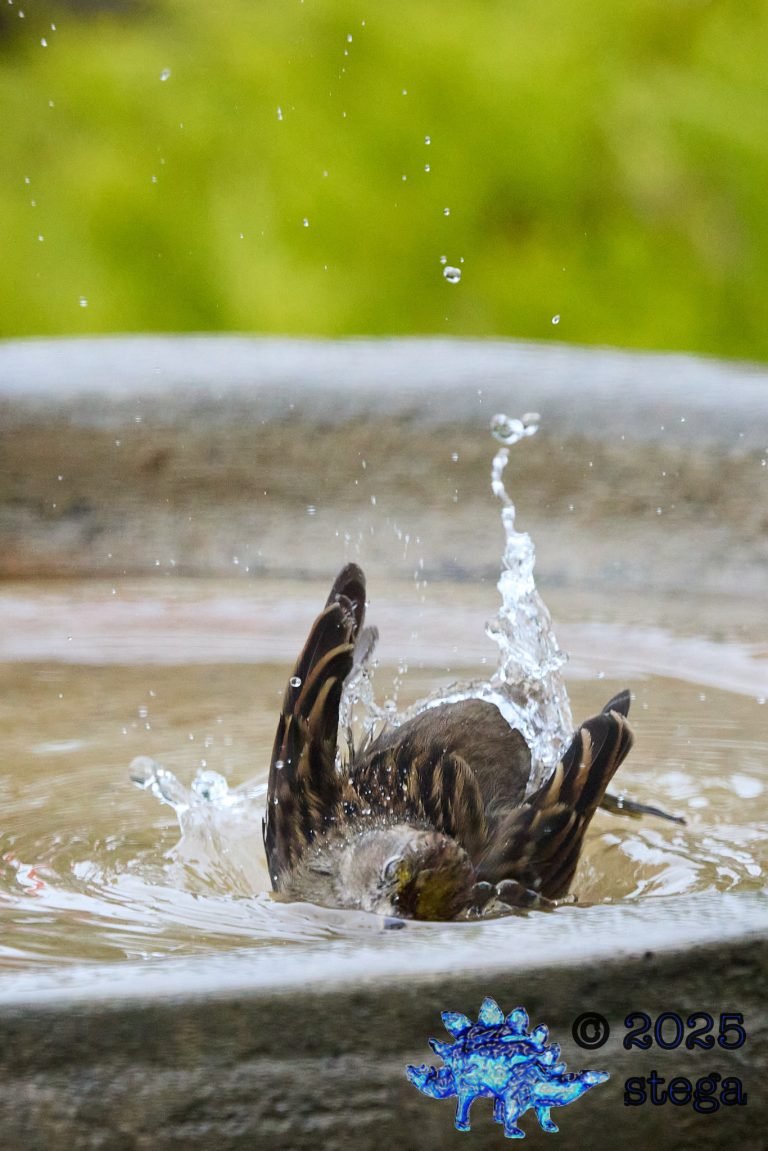 Gold-Crowned Sparrow