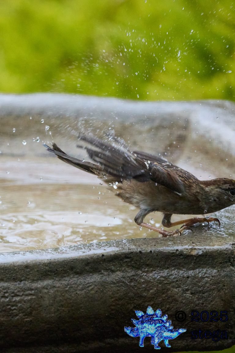 Gold-Crowned Sparrow