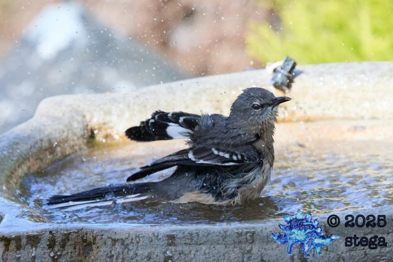 Northern Mockingbird