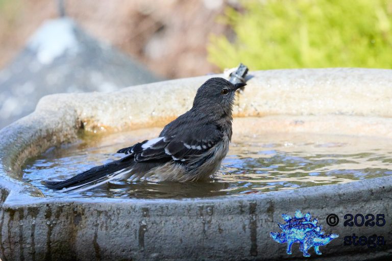 Northern Mockingbird