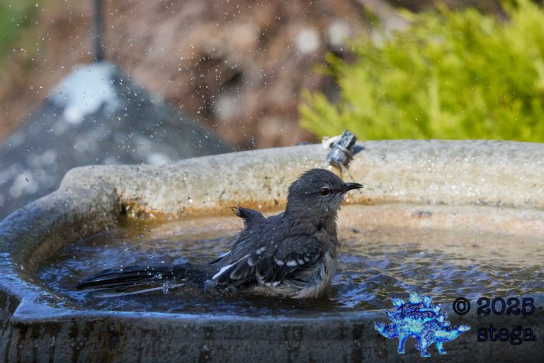 Northern Mockingbird