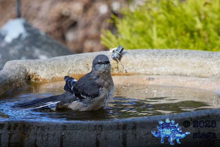 Northern Mockingbird
