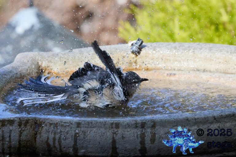 Northern Mockingbird