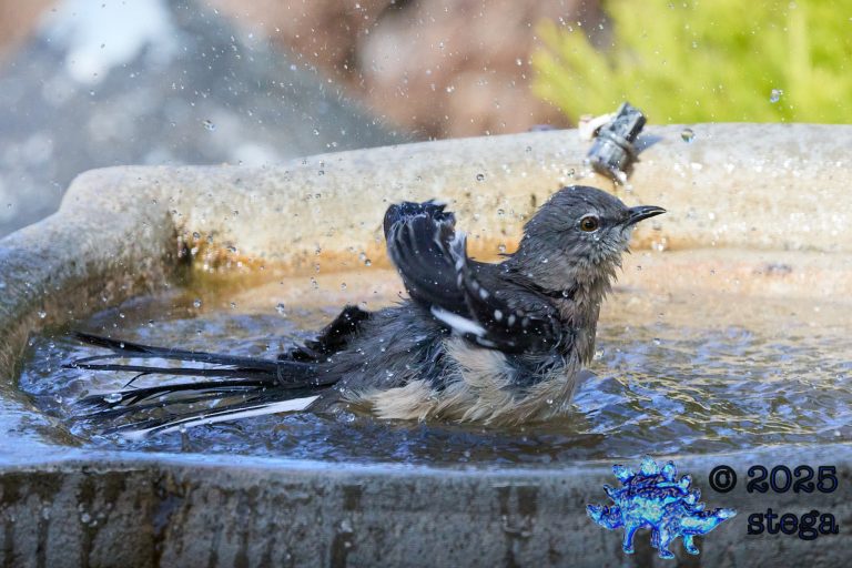 Northern Mockingbird